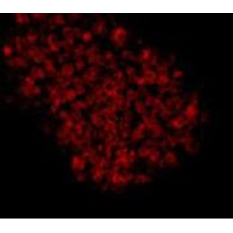 Immunocytochemistry - Anti-EPCAM Antibody (BMA1019) - Antibodies.com