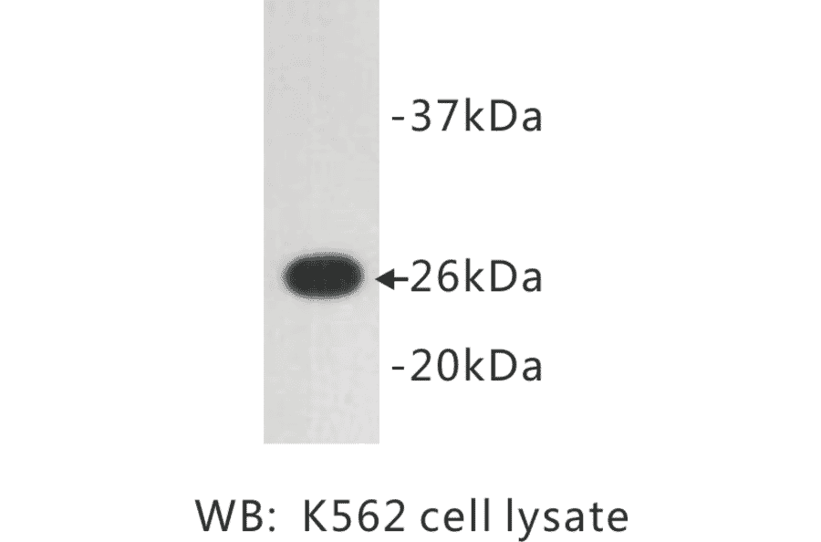 Western Blot - Anti-GFP Antibody (BMA1020) - Antibodies.com