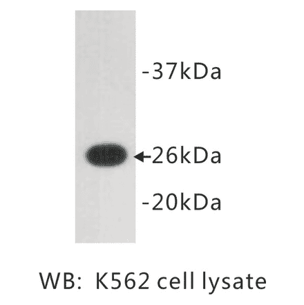 Western Blot - Anti-GFP Antibody (BMA1020) - Antibodies.com