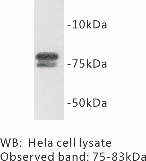 Western blot analysis using Anti-GOLGA5 Antibody.