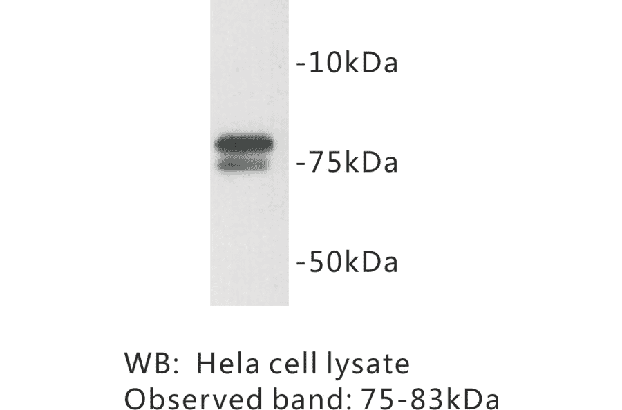 Western Blot - Anti-GOLGA5 Antibody (BMA1021) - Antibodies.com