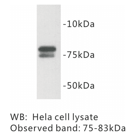 Western Blot - Anti-GOLGA5 Antibody (BMA1021) - Antibodies.com