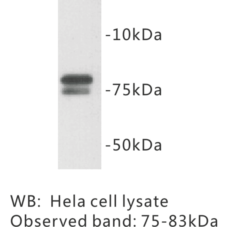 Western Blot - Anti-GOLGA5 Antibody (BMA1021) - Antibodies.com