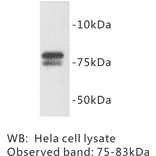 Western Blot - Anti-GOLGA5 Antibody (BMA1021) - Antibodies.com