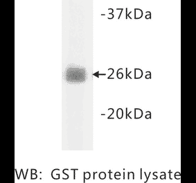 Western Blot - Anti-GST Antibody (BMA1022) - Antibodies.com