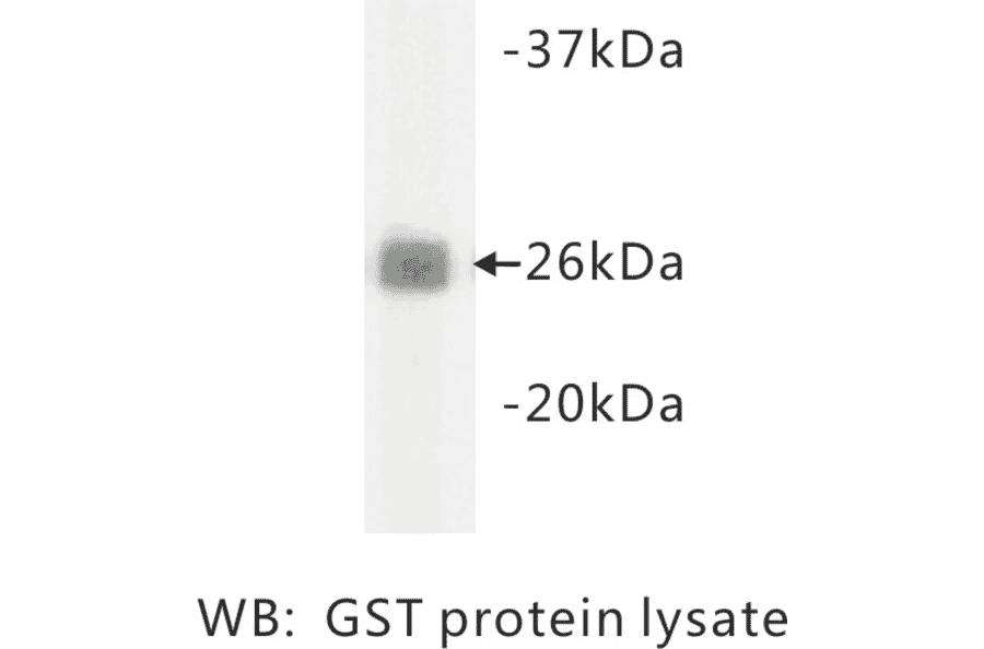 Western Blot - Anti-GST Antibody (BMA1022) - Antibodies.com