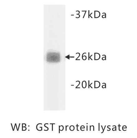 Western Blot - Anti-GST Antibody (BMA1022) - Antibodies.com