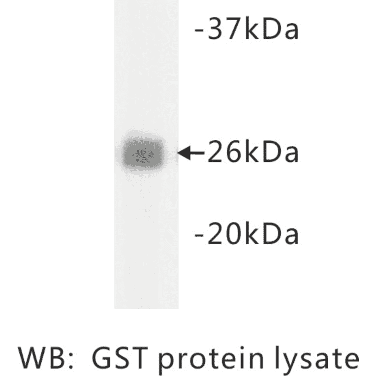 Western Blot - Anti-GST Antibody (BMA1022) - Antibodies.com
