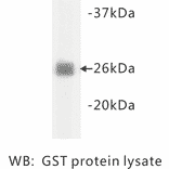 Western Blot - Anti-GST Antibody (BMA1022) - Antibodies.com