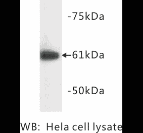 Western Blot - Anti-HSP60 Antibody (BMA1023) - Antibodies.com