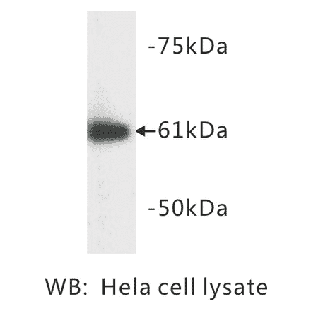 Western Blot - Anti-HSP60 Antibody (BMA1023) - Antibodies.com