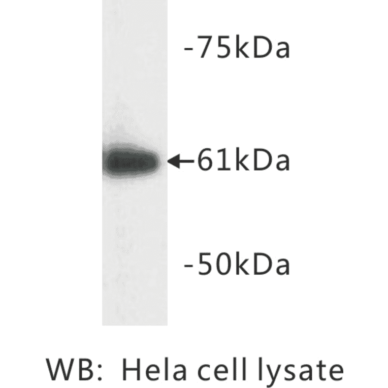 Western Blot - Anti-HSP60 Antibody (BMA1023) - Antibodies.com