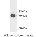 Western Blot - Anti-Human Serum Albumin Antibody (BMA1024) - Antibodies.com