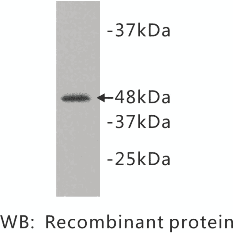 Western Blot - Anti-Kidins 220 Antibody (BMA1027) - Antibodies.com