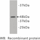 Western Blot - Anti-Kidins 220 Antibody (BMA1027) - Antibodies.com