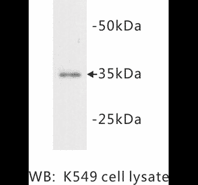 Western Blot - Anti-LDHA Antibody (BMA1029) - Antibodies.com