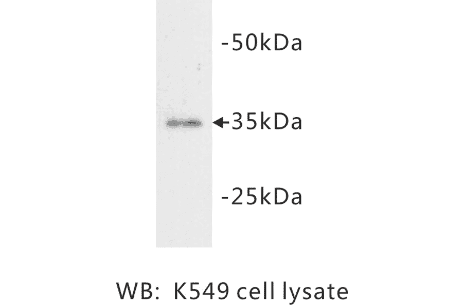 Western Blot - Anti-LDHA Antibody (BMA1029) - Antibodies.com
