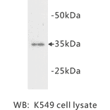 Western Blot - Anti-LDHA Antibody (BMA1029) - Antibodies.com