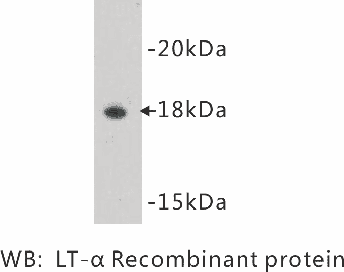 Western blot analysis using Anti-Lymphotoxin alpha Antibody.