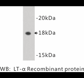 Western Blot - Anti-Lymphotoxin alpha Antibody (BMA1030) - Antibodies.com