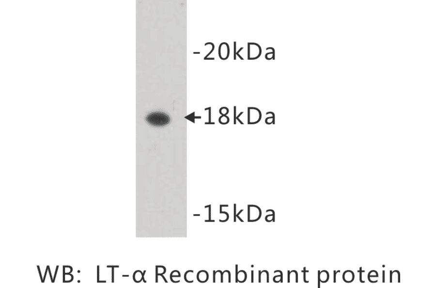Western Blot - Anti-Lymphotoxin alpha Antibody (BMA1030) - Antibodies.com