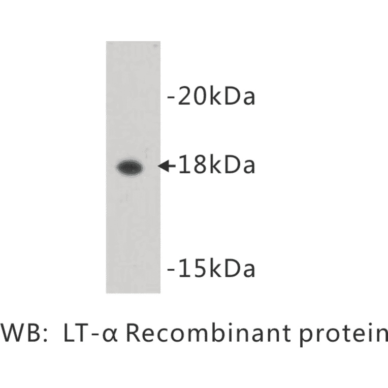 Western Blot - Anti-Lymphotoxin alpha Antibody (BMA1030) - Antibodies.com