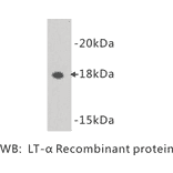 Western Blot - Anti-Lymphotoxin alpha Antibody (BMA1030) - Antibodies.com