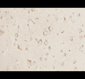 Immunohistochemistry - Anti-NETO1 Antibody (BMA1031) - Antibodies.com