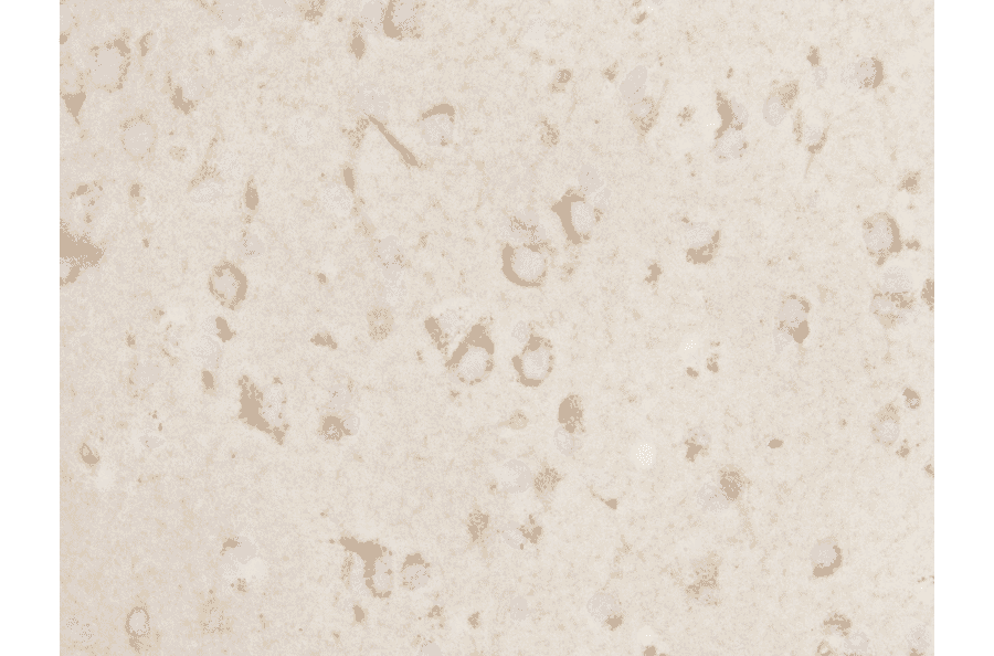 Immunohistochemistry - Anti-NETO1 Antibody (BMA1031) - Antibodies.com