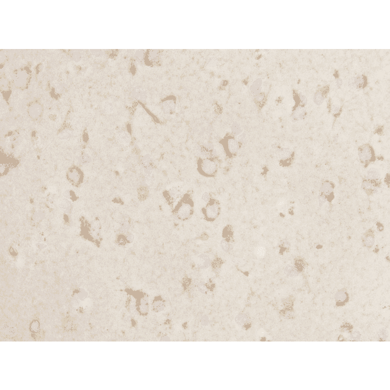 Immunohistochemistry - Anti-NETO1 Antibody (BMA1031) - Antibodies.com