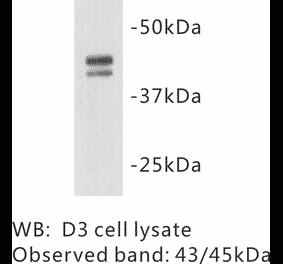 Western Blot - Anti-OCT4 Antibody (BMA1032) - Antibodies.com