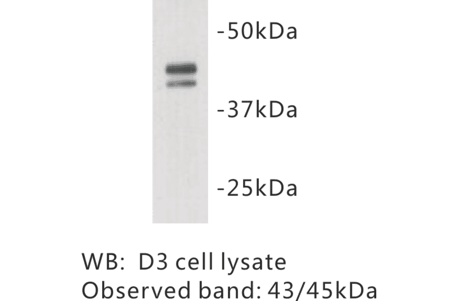 Western Blot - Anti-OCT4 Antibody (BMA1032) - Antibodies.com