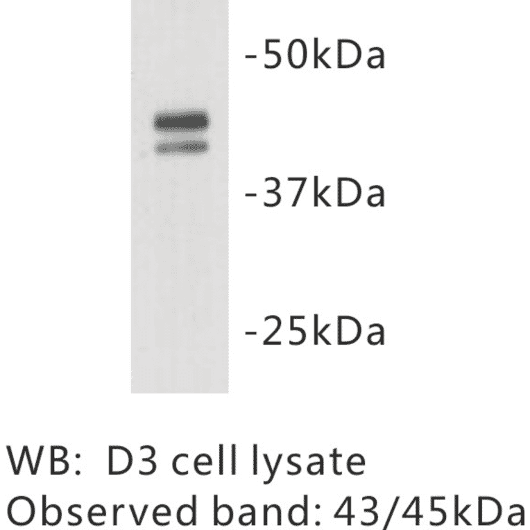 Western Blot - Anti-OCT4 Antibody (BMA1032) - Antibodies.com