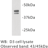 Western Blot - Anti-OCT4 Antibody (BMA1032) - Antibodies.com