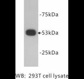 Western Blot - Anti-p53 Antibody (BMA1033) - Antibodies.com