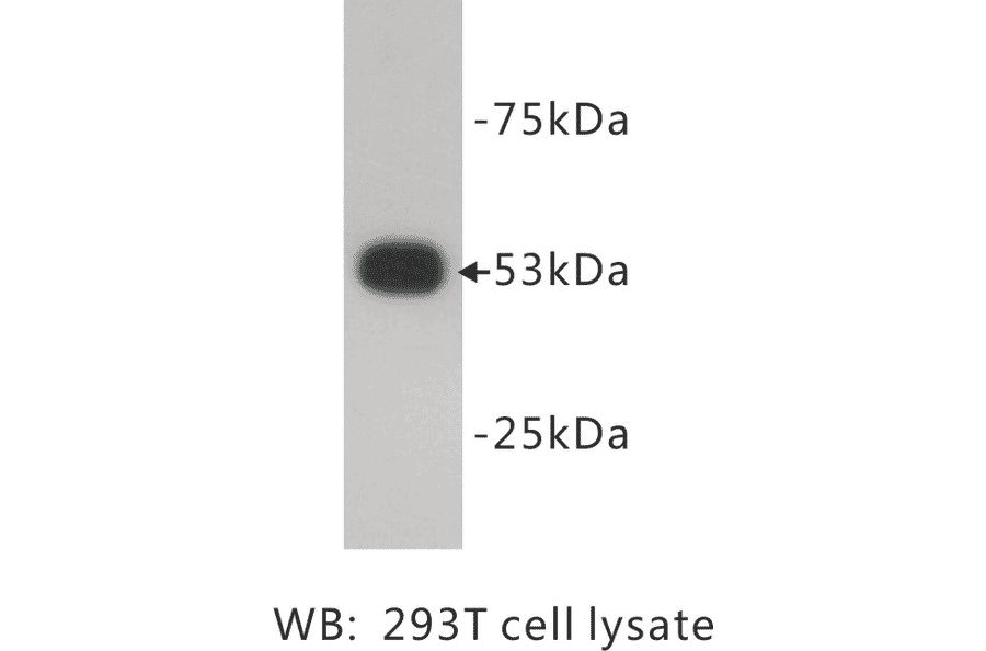 Western Blot - Anti-p53 Antibody (BMA1033) - Antibodies.com