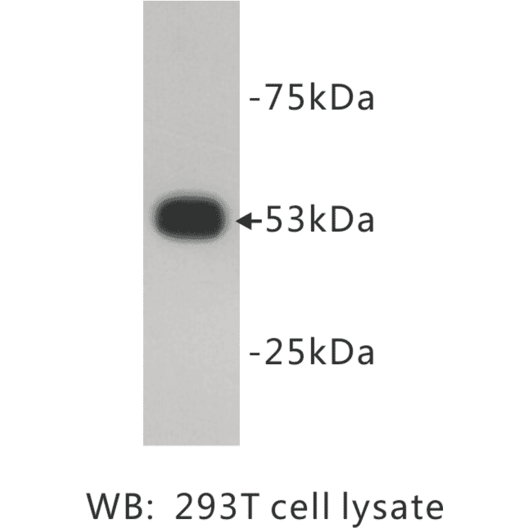 Western Blot - Anti-p53 Antibody (BMA1033) - Antibodies.com