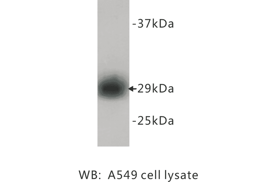 Western Blot - Anti-PCNA Antibody (BMA1034) - Antibodies.com