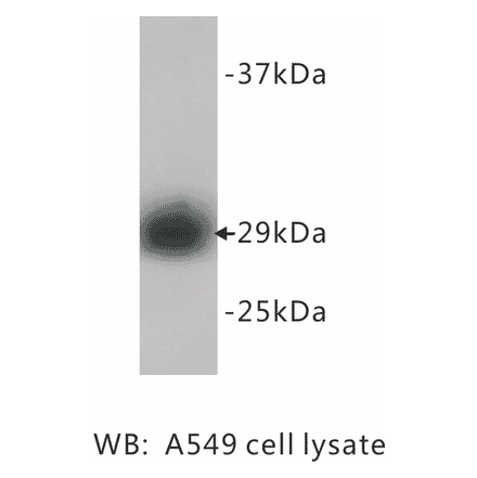 Western Blot - Anti-PCNA Antibody (BMA1034) - Antibodies.com