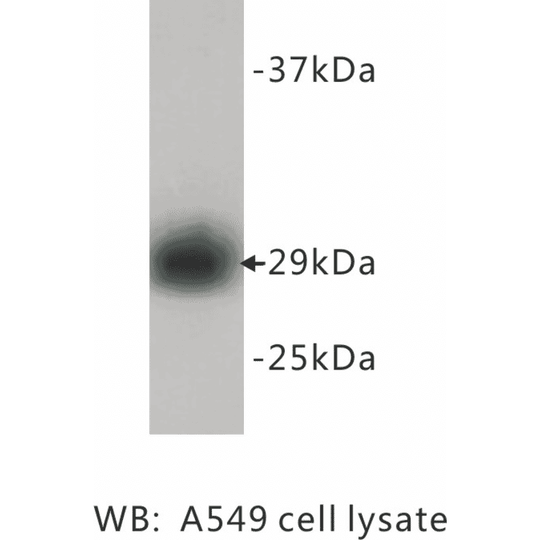 Western Blot - Anti-PCNA Antibody (BMA1034) - Antibodies.com