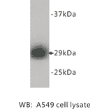 Western Blot - Anti-PCNA Antibody (BMA1034) - Antibodies.com