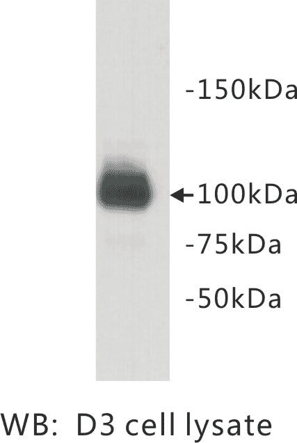 Western blot analysis using Anti-PGBD5 Antibody.