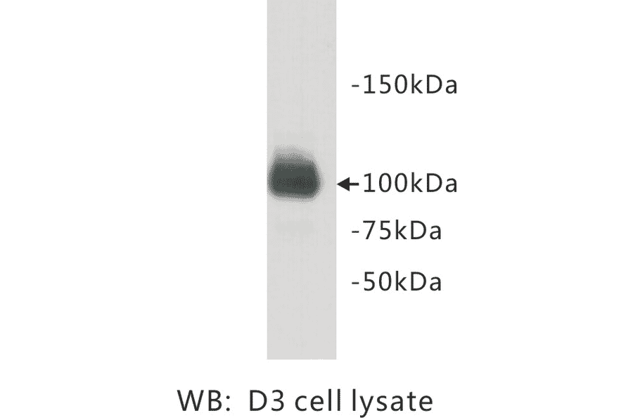 Western Blot - Anti-PGBD5 Antibody (BMA1035) - Antibodies.com