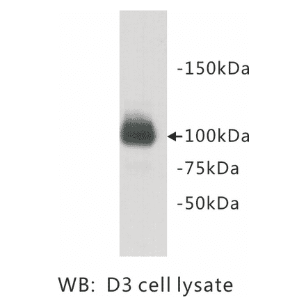Western Blot - Anti-PGBD5 Antibody (BMA1035) - Antibodies.com