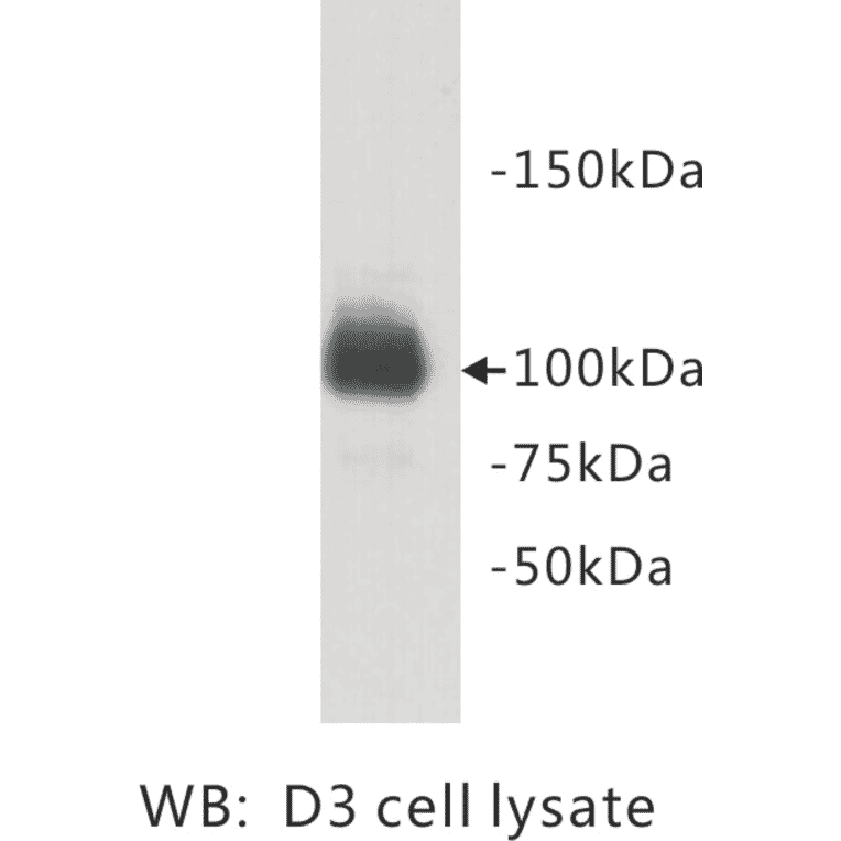 Western Blot - Anti-PGBD5 Antibody (BMA1035) - Antibodies.com