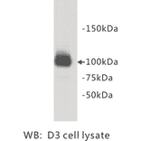 Western Blot - Anti-PGBD5 Antibody (BMA1035) - Antibodies.com