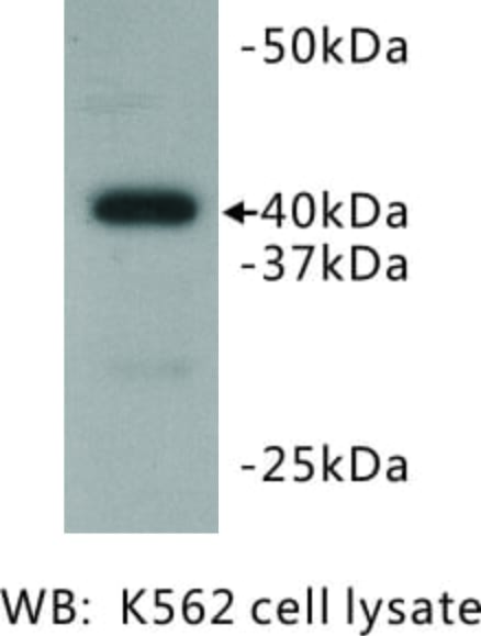 Western blot analysis using Anti-BMI1 Antibody.