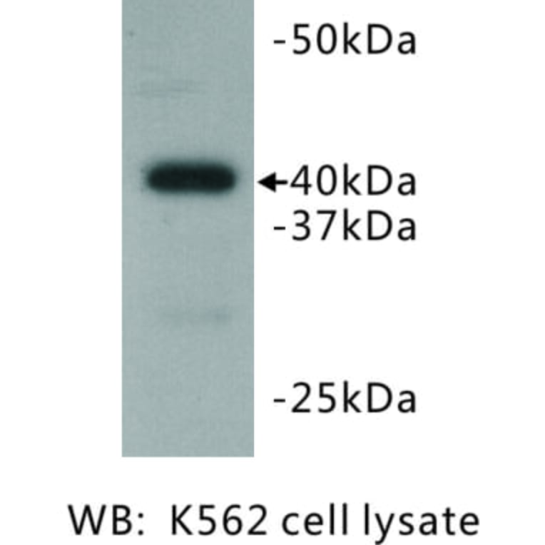 Western Blot - Anti-BMI1 Antibody (BMA1036) - Antibodies.com