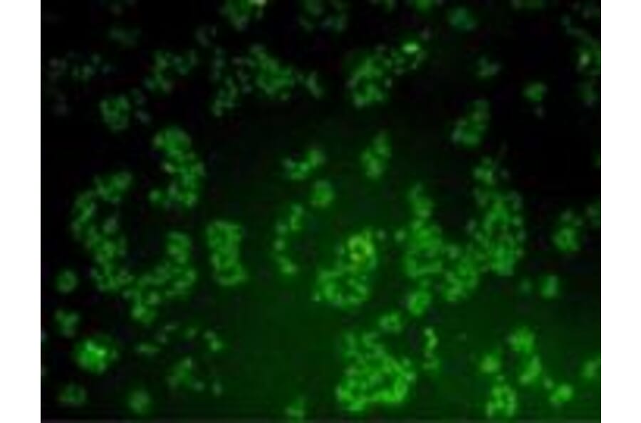 Immunocytochemistry - Anti-BMI1 Antibody (BMA1036) - Antibodies.com