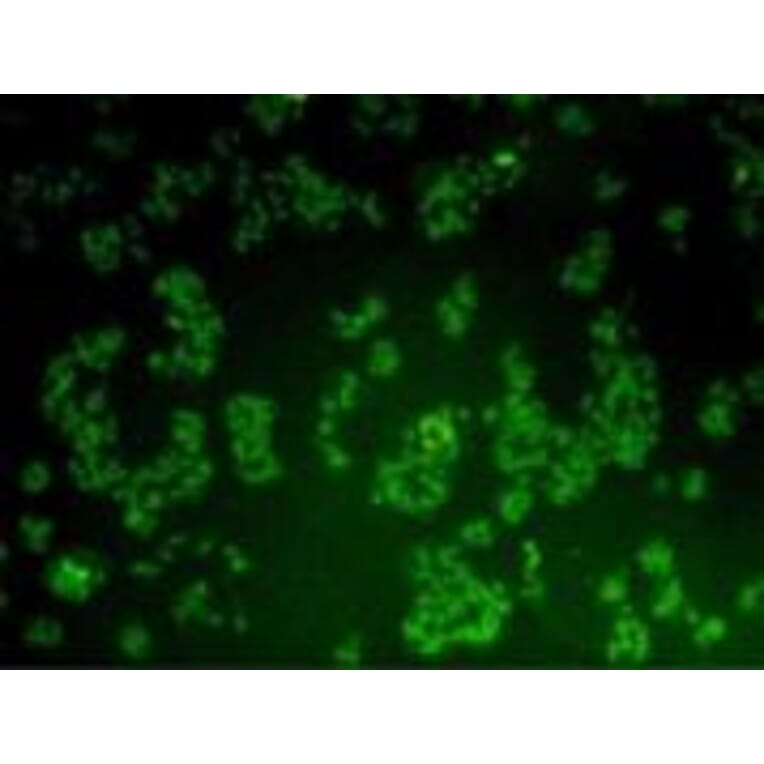 Immunocytochemistry - Anti-BMI1 Antibody (BMA1036) - Antibodies.com